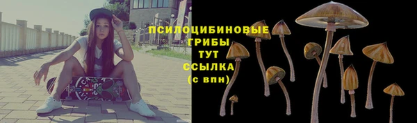 прущие грибы Алзамай